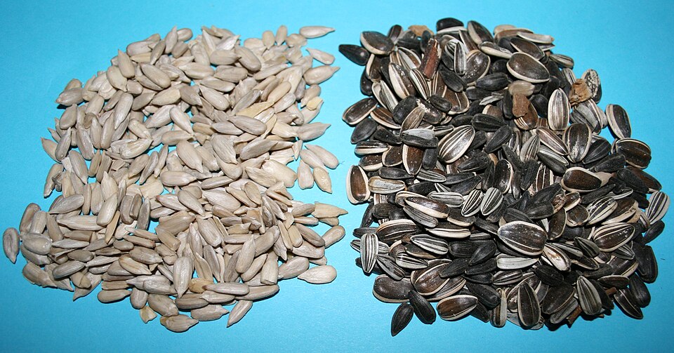 Seeds