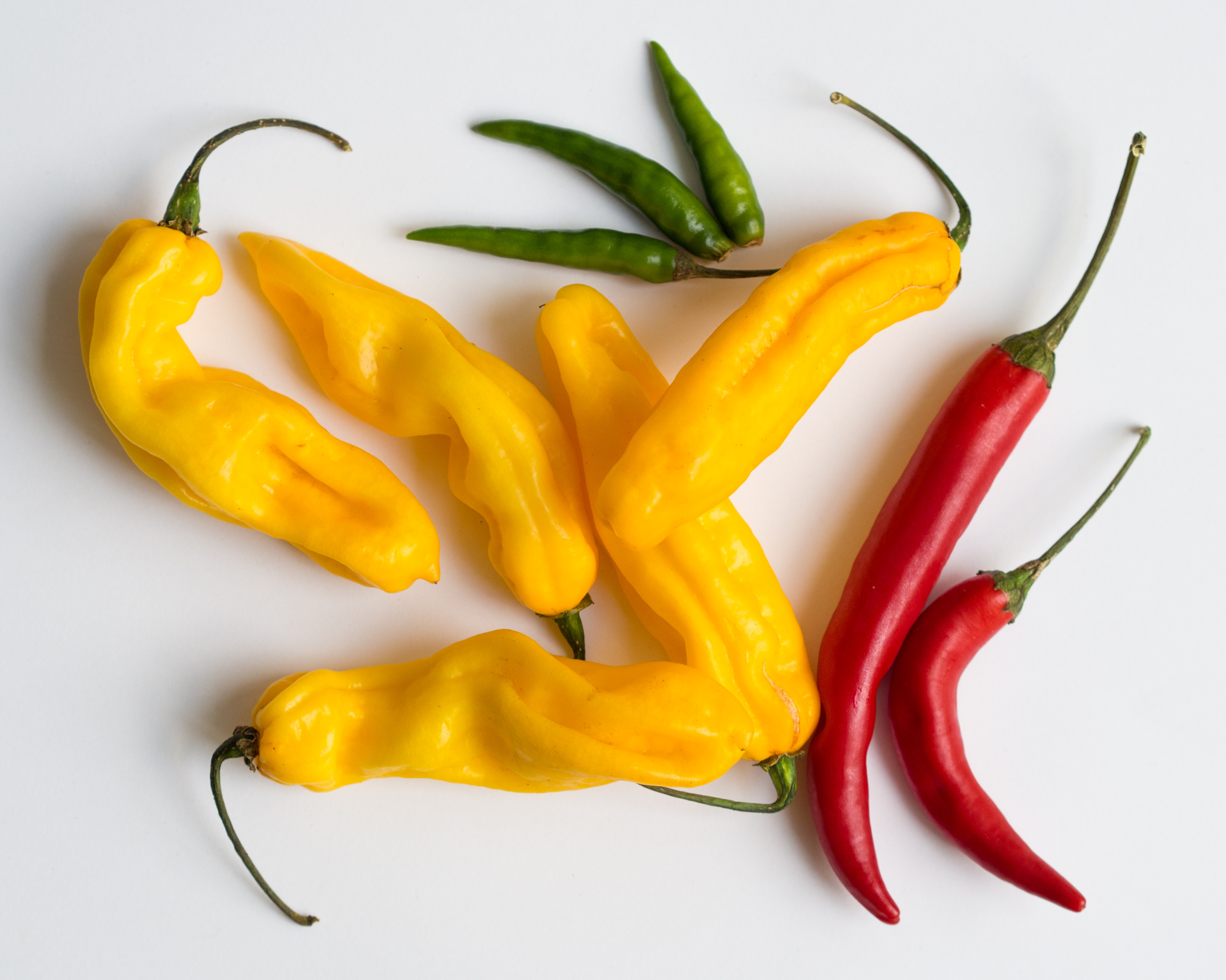 Chilli Seed Pack