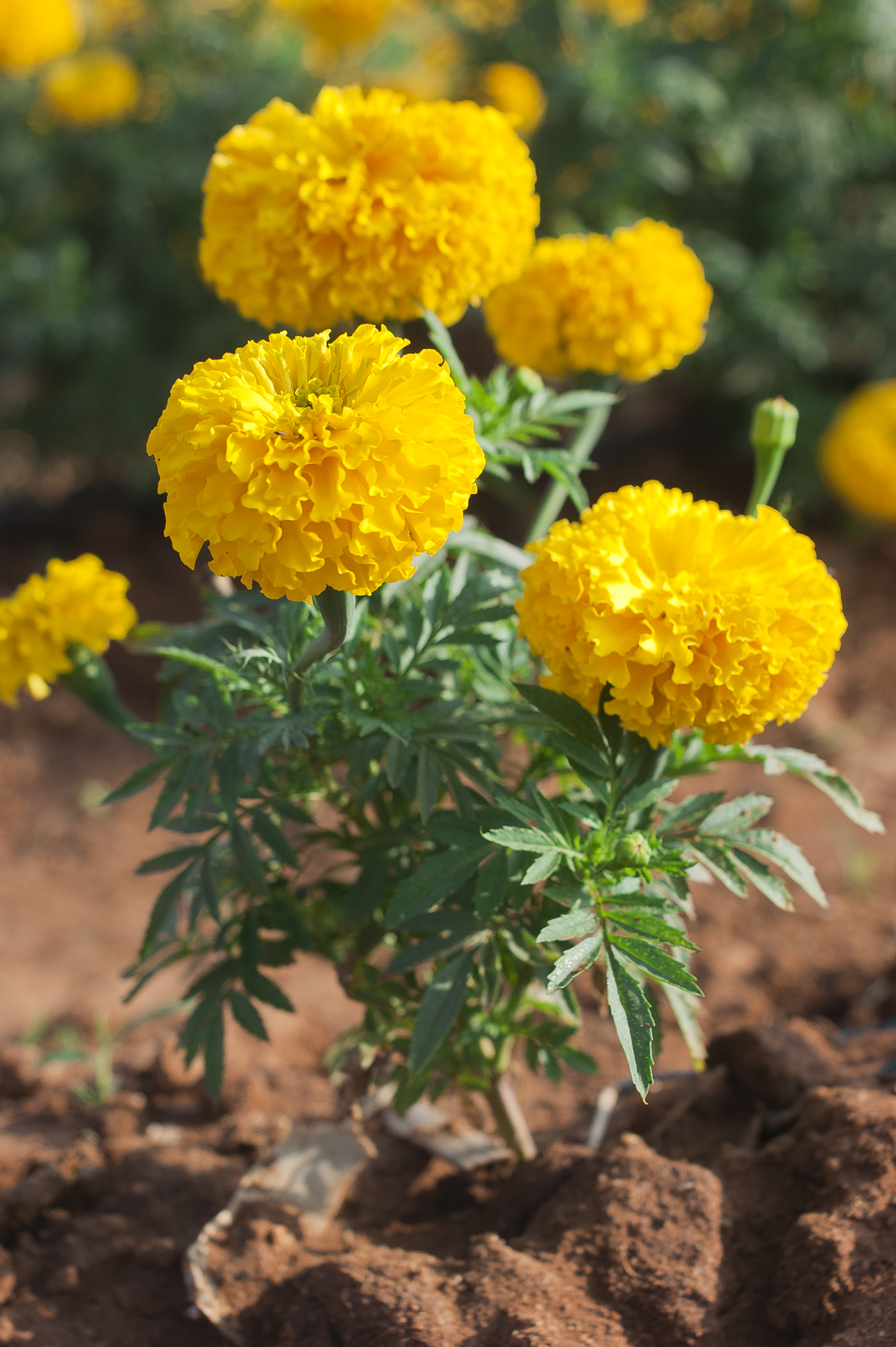 Marigold Flower Seeds