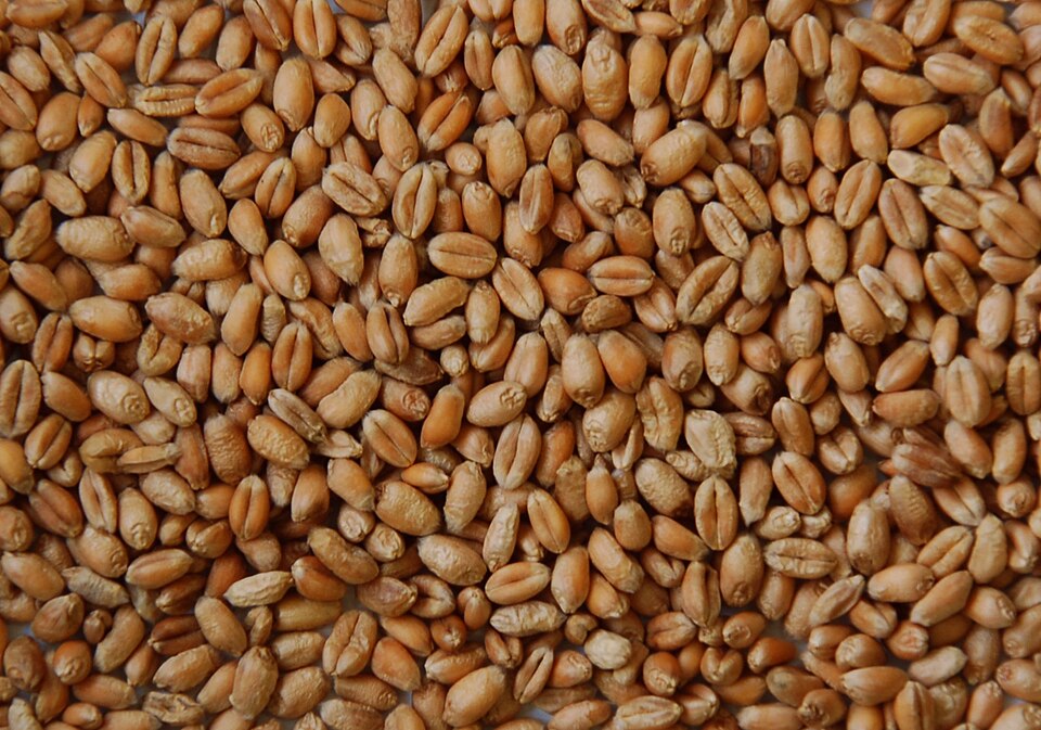 Sharbati Wheat