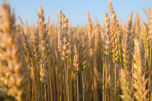 Organic Wheat Seeds